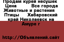 Продам курей несушек › Цена ­ 350 - Все города Животные и растения » Птицы   . Хабаровский край,Николаевск-на-Амуре г.